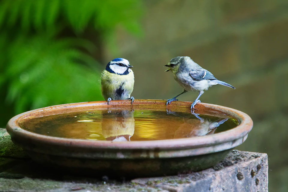 Two birds perch on a bird bath.