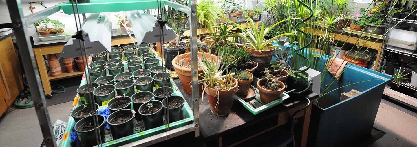 Plants growing in greenhouse