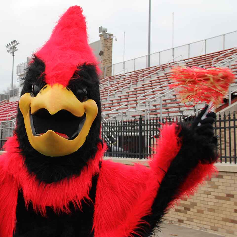 Cardinal mascot standing in football stadium celebrating with pom poms.